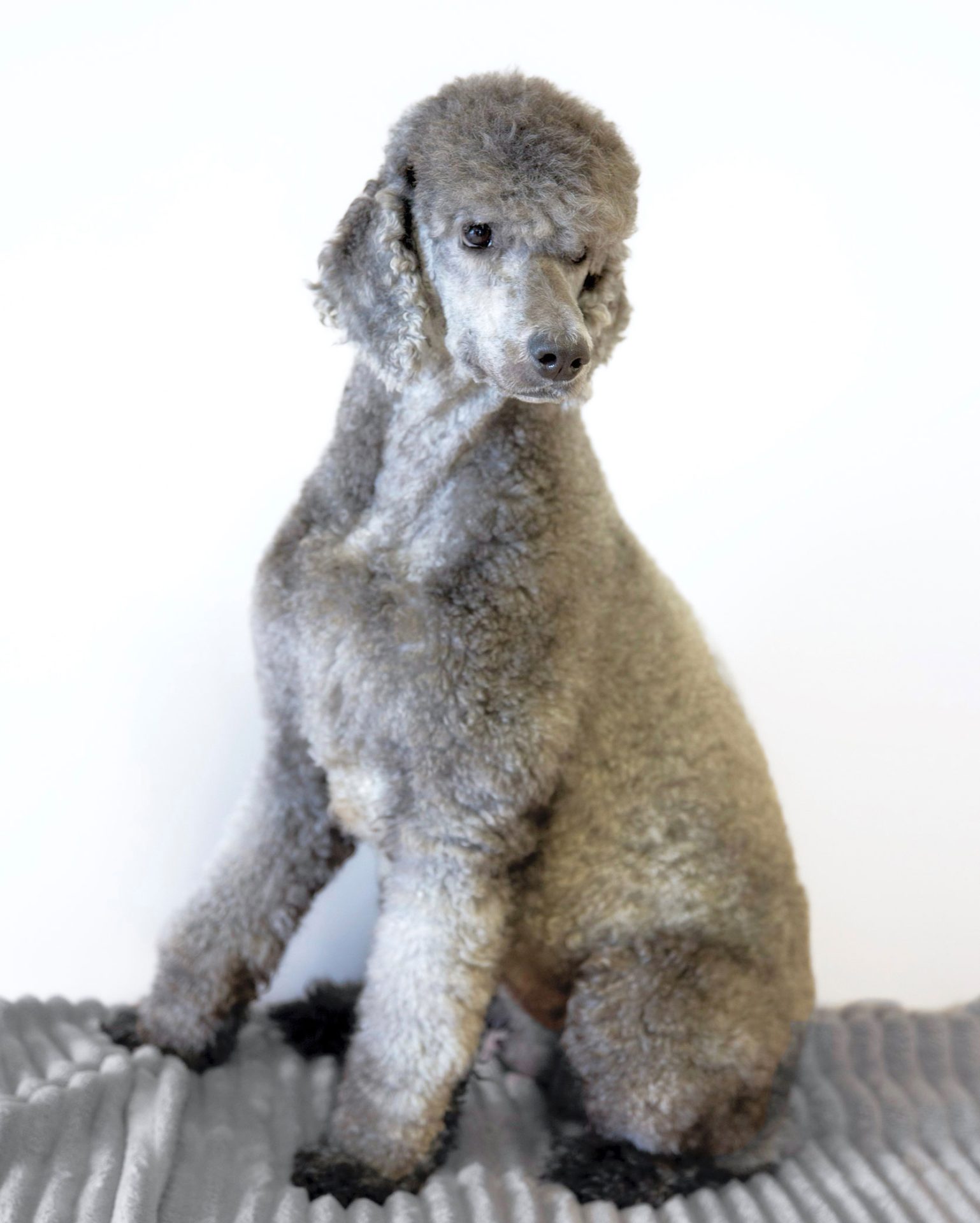 are silver poodles born black