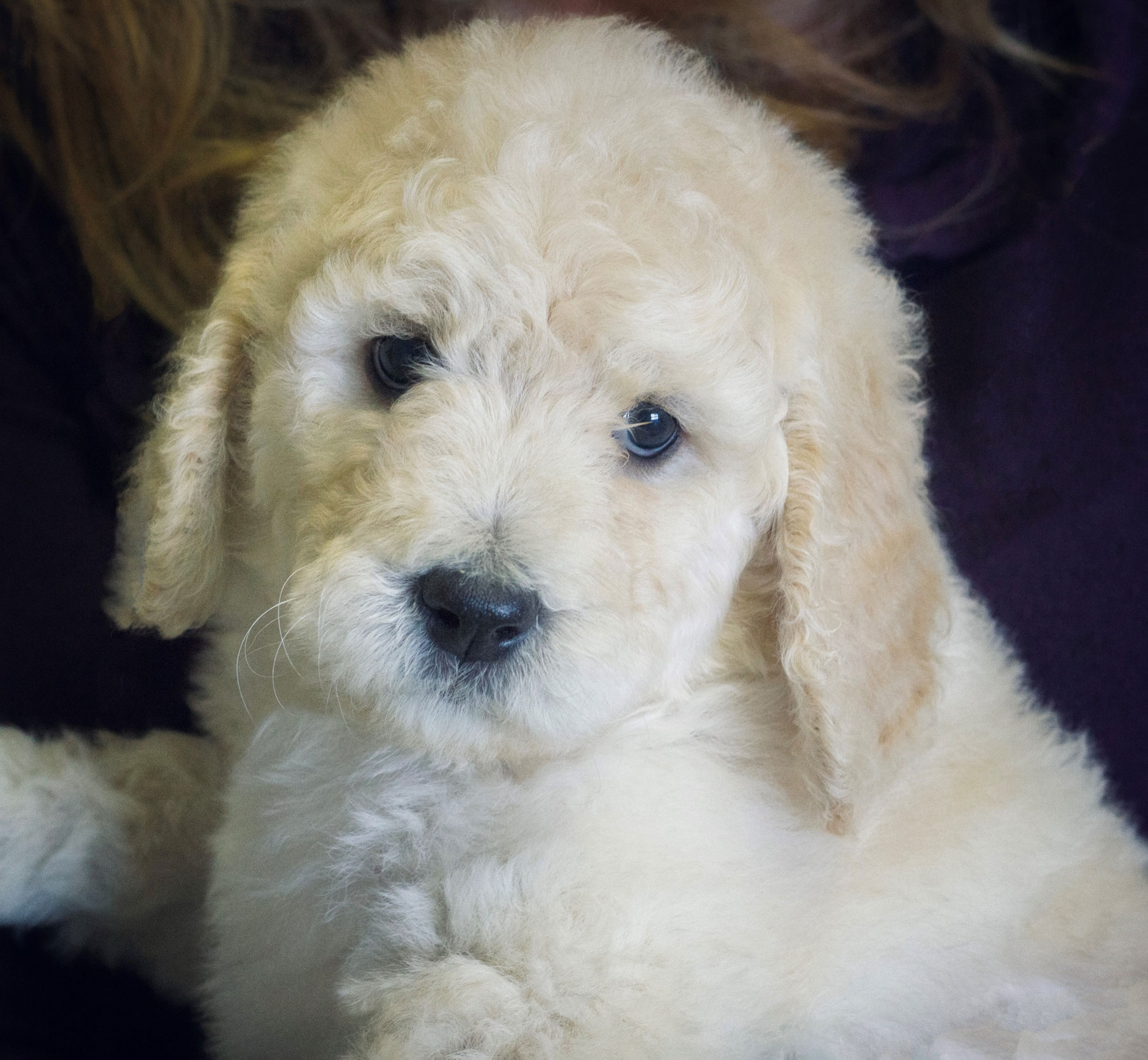 Poodle Sizes Tamarack Poodle Puppy