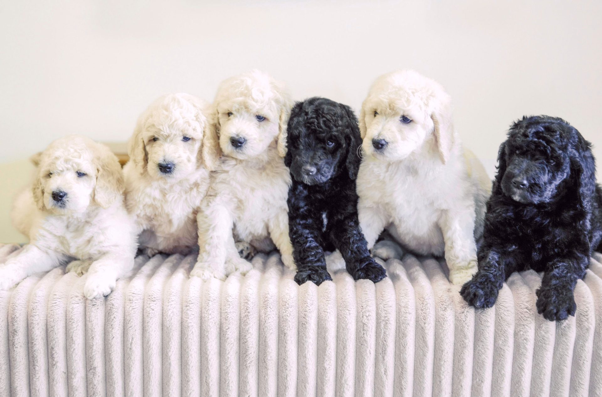 Standard Poodle Puppies
